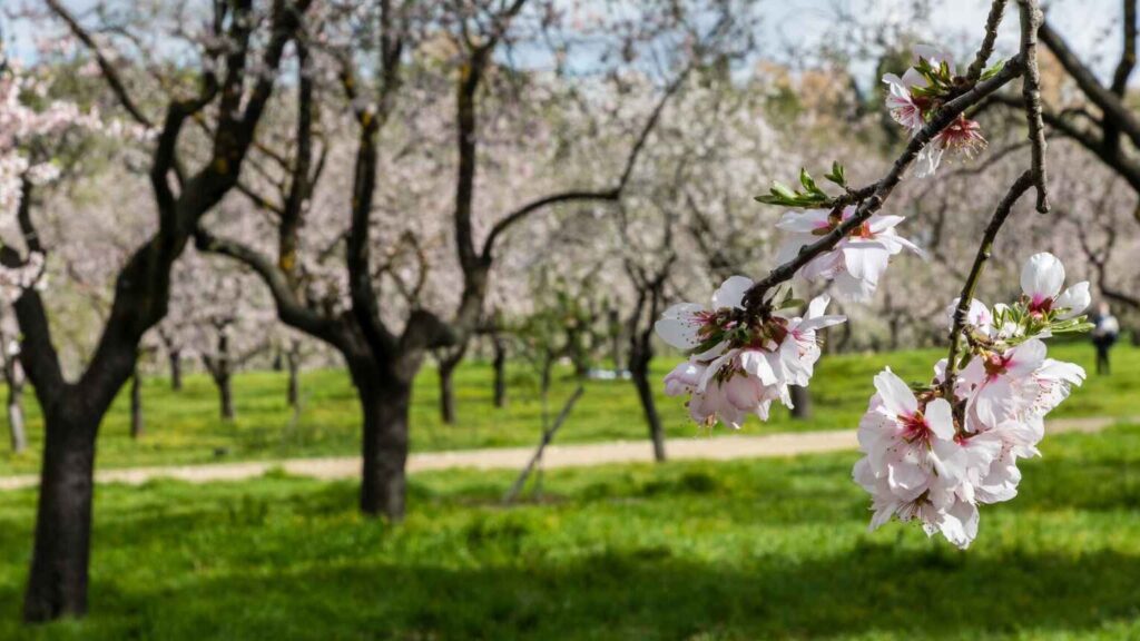 Alquiler de coches en Almendros, Cuenca (España)